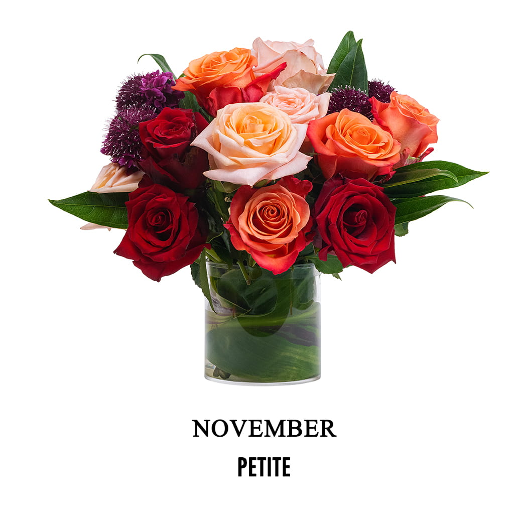 November Leather - Petite